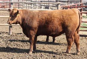 23 CL Cattle Co Howard & Julie Lobpries Crockett, TX Home 936-545-2531 Cell 979-299-7171 clcattleco@yahoo.