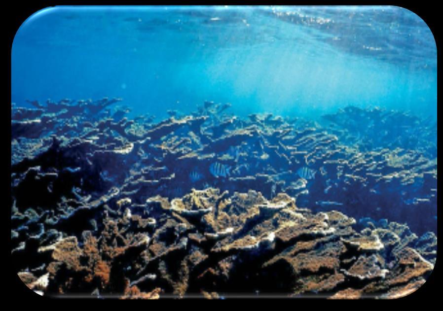 Florida Keys Coral Reef Decline Documented decline since 1970s o Live coral cover