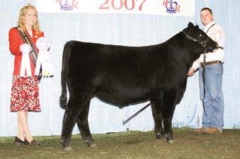 Indiana State  STEER 262 - Champion Angus Steer at the 2012