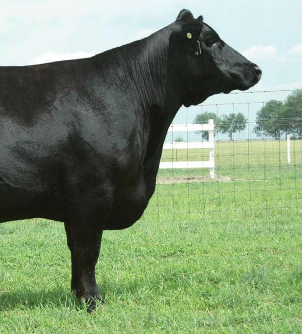 Penelope Family 26 SAF PENELOPE P020 - She sells as Lot 24. This special sale attraction is one of the leading daughters of Banjo back to the ever popular SAF Penelope family on the bottom side.