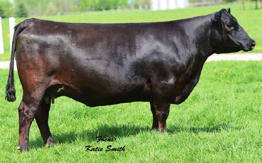 KF Evergreen Erica 1069 #OCC Anchor 771A #TC Dividend 963 [RDF] +Grubbs Miss Travett 779 #Krugerrand of Donamere 490 #+Grubbs Miss Countess 252 I+.31 I+.11 This direct daughter of the I+1.9.05 I+38.