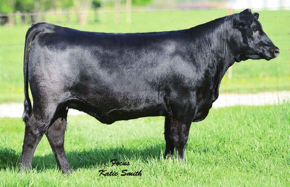 Countess Family MISS COUNTESS 215 - She sells as Lot 36A.