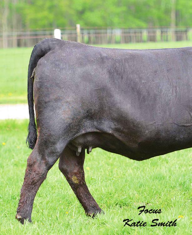 This powerful April show heifer prospect reads with a solid set of numbers across the board and stems from an extremely powerful genetic package.