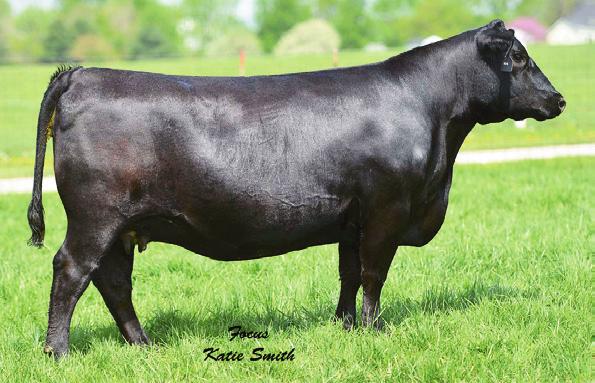 Steel 14741502 forever VIVIaN 986 Birth Date: 3-6-2009 #G 13 Structure +G 13 Lassy 9492 Famous Amos Forever Lady 507 15075075 Forever Lady 136 Cow +16390877 #TC Stockman 365 #G 13 Traveler 9428