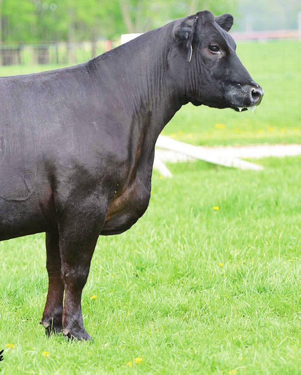10 This direct daughter of G 13 Steel stems back to the +4.4.26 +46.22 +81.17 +23.22 ever popular 2004 Reserve Jr. Bull Champion at the Dixie National Stock Show and the 2004 Reserve Sr.