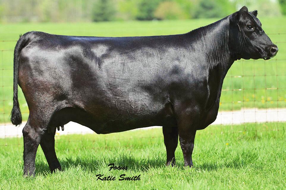 Sells with a calf or close to calving at sale time to SENTRY 7024-084. Examined safe. SPECIAL ERICA 702 - She sells as Lot 49.