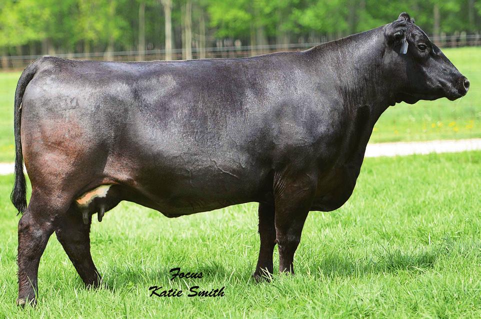 49 SPECIal ERICa 702 [AMF-NHF] G 13 Steel 14741502 Birth Date: 1-4-2007 #G 13 Structure Cow 15748877 #TC Stockman 365 #G 13 Traveler 9428 #+Leachman Right Time +R&J Lassy 2099 +G 13 Lassy 9492 #+WCC