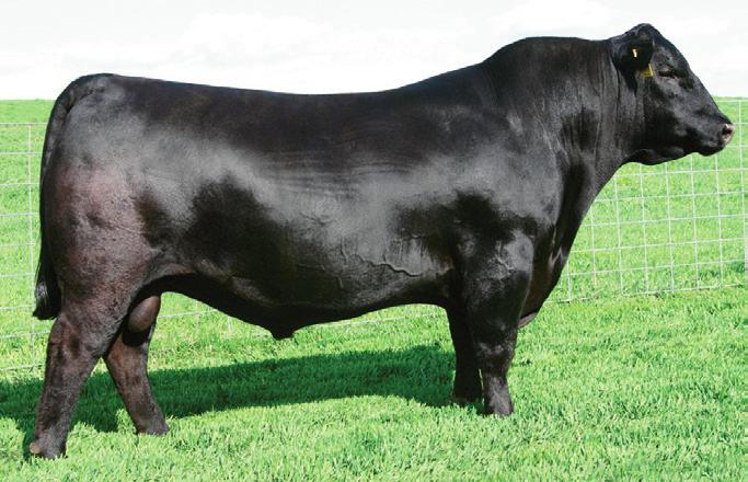 Reference Sires SAV BRILLIANCE 8077 - Reference Sire B. B BC LOOKOUT 7024 - Reference Sire D.