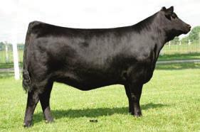 Requested Complete and Total Angus Dispersal Sale Saturday