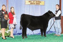 SOLUTION 256 The 2013 Spring Bull Calf Champion of the