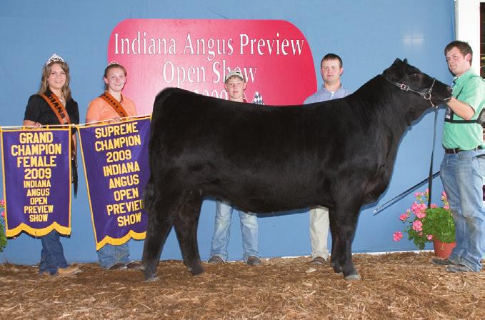 SOLUTION 256 The 2012 Reserve Spring Bull Calf Champion