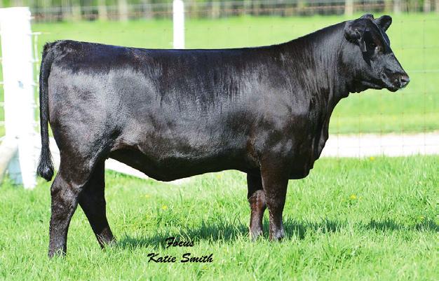 Monica Family MONICA CATHY 872 - She sells as Lot 2 (pictured as a heifer).