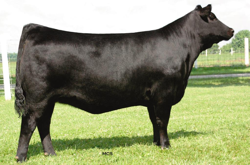 Monica Family MONICA JO 870 - She sells as Lot 3 (pictured as a heifer).