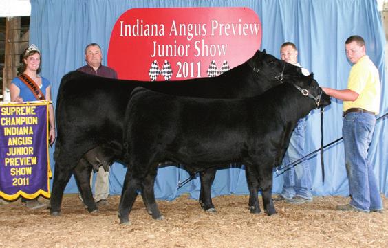 This female is a full sister to Monica Jo 870, who was the 2011 Supreme Champion and Grand Champion Cow Calf Pair at the Indiana State Preview Show and the 2011 Reserve Grand Champion Mature Cow Calf