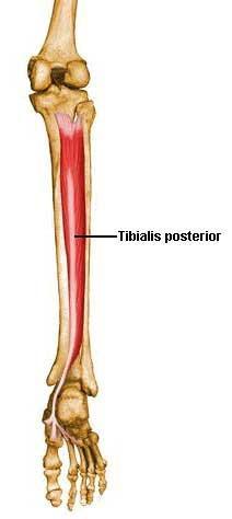 Function Inversion of the foot Plantar flexion of the foot Along with peroneus longus stabilise