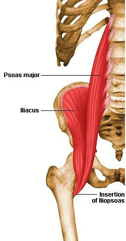 Function Stabilise spine Hip flexor Mild external