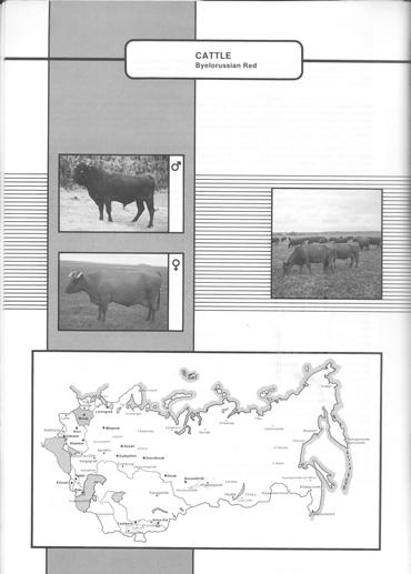 30 Red Dairy Breeds BYELORUSSIAN RED (Krasnyi belorusskii skot) In the course of their history Byelorussian Red cattle were repeatedly improved by infusion of the blood of the superior related red