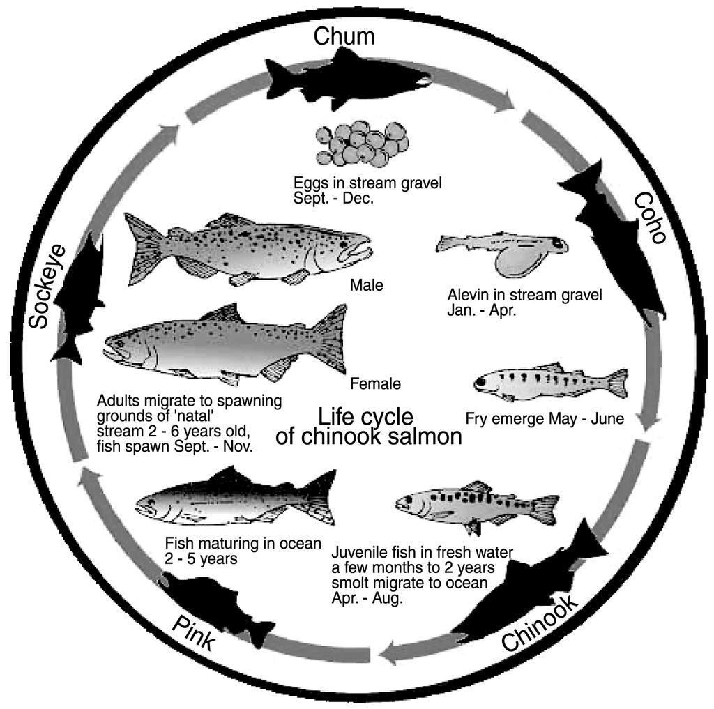 One of the most prominent features of the Columbia River Basin is its population of anadromous fish, such as salmon and steelhead, which are born in freshwater streams, live there for 1 to 2 years,