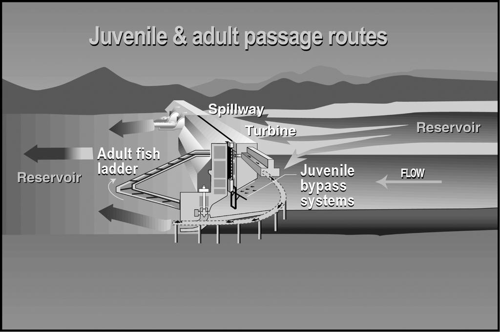 Figure 4: Juvenile Fish Bypass System and Adult Fish Ladder Source: U.S. Army Corps of Engineers.