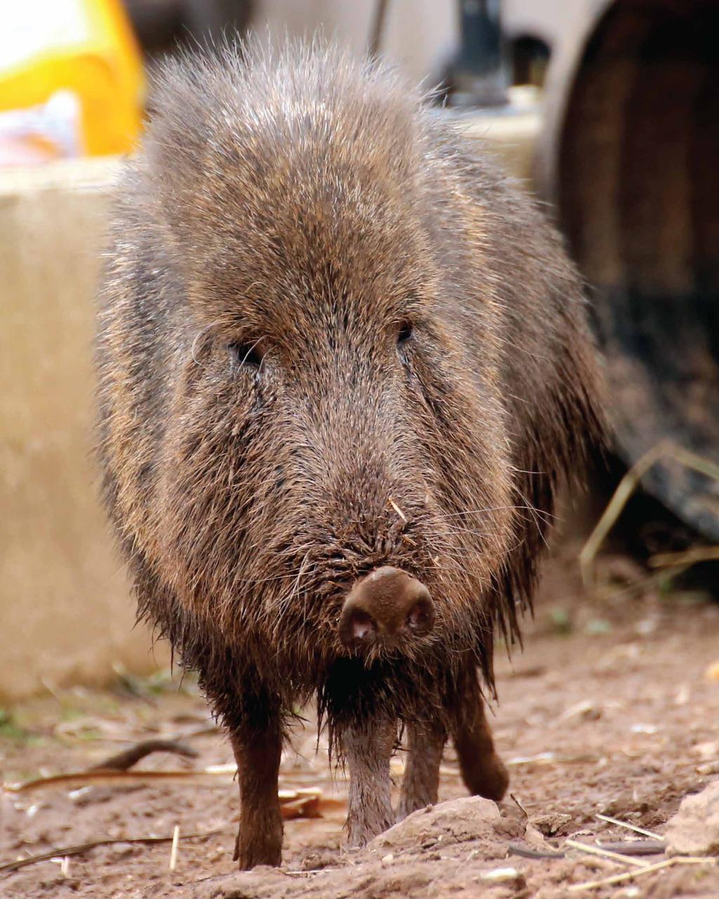 Capybaras and Peccaries Peccaries are similar to pigs.