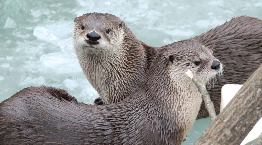 River otters are really good swimmers, I might see