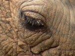 SSN Rhino Newsletter Species Survival Network Issue no.