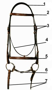Parts of a Western Bridle, write the correct name next to the number: