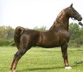 Typical breeds Thoroughbreds and Warm Bloods. Saddle Type: Usually gaited or saddle seat horses.