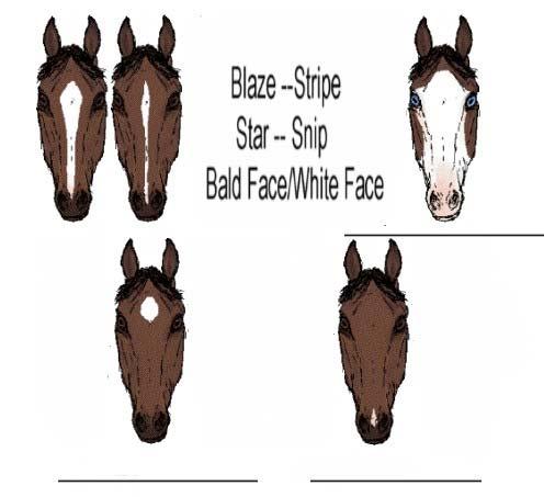 Face markings: Write the correct marking under the horse