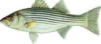 Commercial Striped Bass Industry Work Group