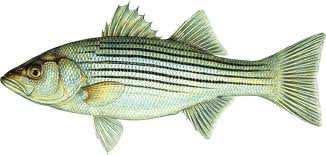 3,500,000 3,000,000 2,500,000 2,000,000 1,500,000 1,000,000 500,000 0 MDNR Commercial Striped Bass Tag Distribution v.