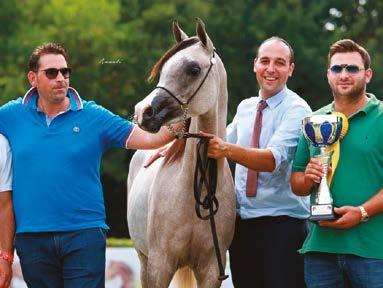 Hendricks, yearling Champion, owner Prisco Arabians In the area of Siena, the more than 30 purebred Arabians in show training and in the mating facilities are considered fairly exotic.