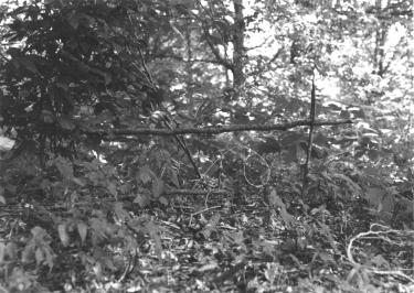 Here a pole is leaned against the tree to make the deer step off to one side. In using this method, make sure there is room on the outside of the pole for the deer to pass.