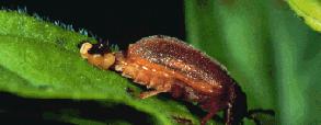 ! MB National ANS Clearinghouse ON NBNS QE Galerucella weevil - 5 species approved for release Feeds on leaves and growing