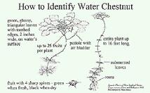 Water Chestnut Spreads by rosettes, on currents and waves, overland via transport on boats, motors, trailers, fishing nets, and other gear, and aquarium or water garden release Spreads also by