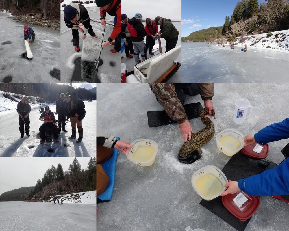 Eggs From Moyie Lake B.C. 1. Adults are angled and netted through ice 2.