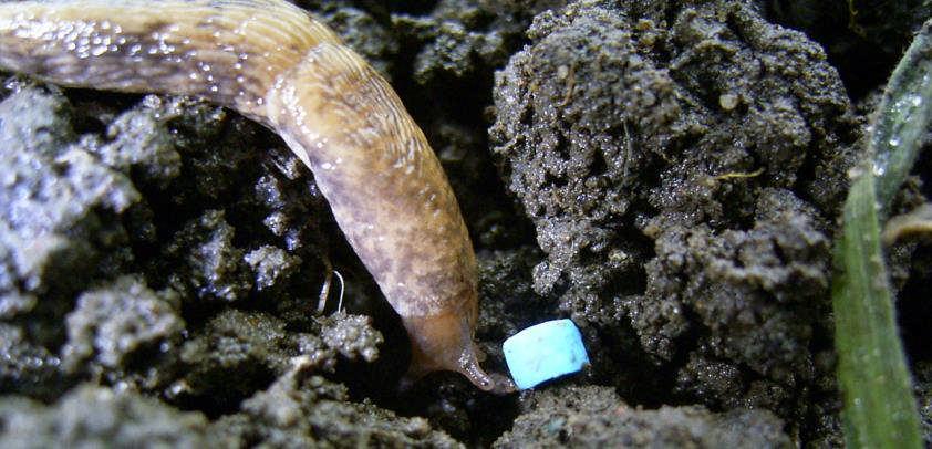 How Molluscs Respond to Baits Do temperature and soil moisture favour
