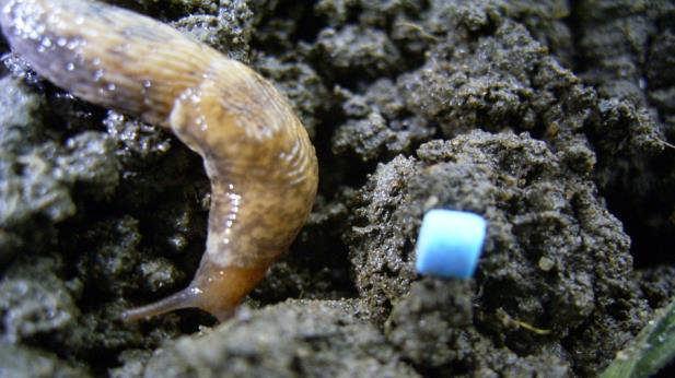 How Molluscs Respond to Baits Do temperature and soil moisture favour foraging?