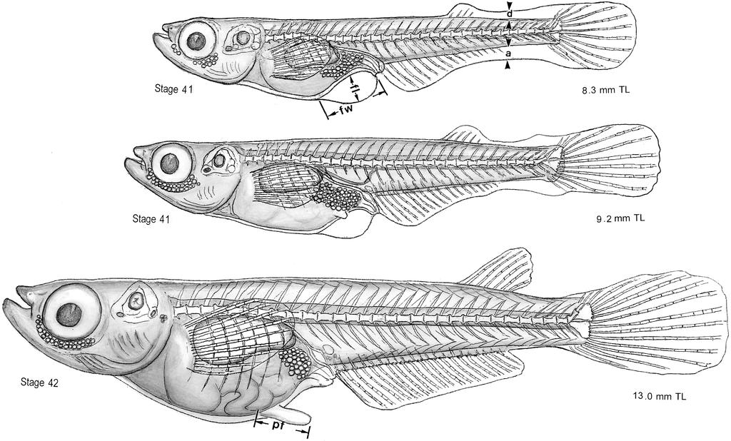 Takashi IWAMATSU Fig. 1 Changes in the fin folds of the ventral and the caudal peduncle regions and the pelvic fins during metamorphogenesis.