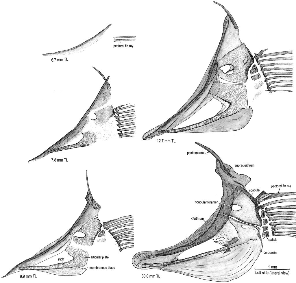 Growth of the Medaka (II) Fig. 4 Development of coracoid and scapula during metamorphogenesis. caudal fin, 21.0 24.0 mm TL in the anal fin, 18.0 18.3 mm TL in the dorsal fin and 17.4 17.