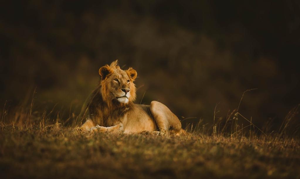 Lion Mortalities: 5 - HWC (4), natural (1) Lion Mortalities in Violation of the PCF: 0 Lion Retaliatory Hunts Prevented*: 6 *In collaboration with our partners at Lion Guardians and Kenya Wildlife