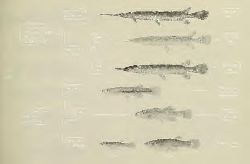 Long jaws with many