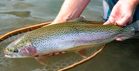 More specifically, the approximate 8-mile stretch from the dam to the town of Craig has the highest populations and largest average trout of any other stretch on the river.