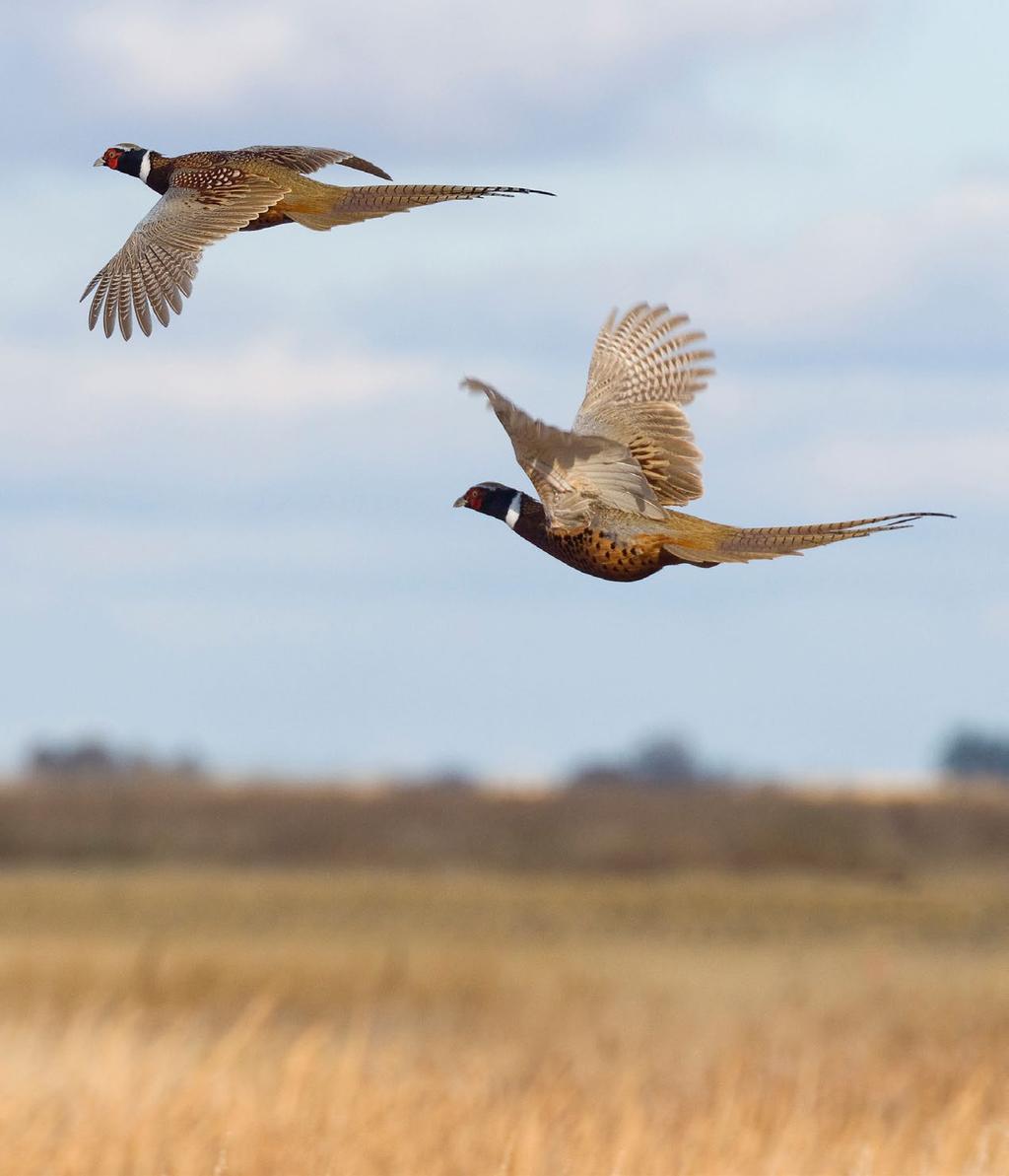 HUNTING & CONSERVATION T he riparian cover, pond and irrigated alfalfa field are prime habitat for a variety of game species. Waterfowl, upland and whitetail deer hunting on the ranch are outstanding.