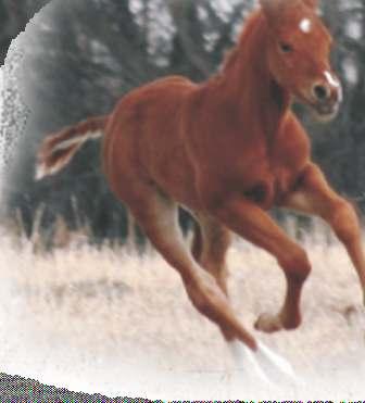 2ND BARREL FUTURITY RUN 7th Annual IN CONJUNCTION WITH THE WHEAT CITY STAMPEDE BRANDON, MB OCTOBER 24TH, 2014 4:30 P.M. NEW!