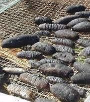 BECHE-DE-MER MARKET IN THE PACIFIC REGION Bêche-de-mer Evisceration, boiling, dry Sandfish 95% weight loss 1800 1600 Export of sea cucumbers (fresh/frozen/dried/salted/in brine) from