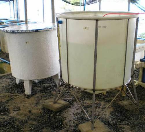 3 LARVAL REARING - Larval tanks 300 & 500 L 1 m 3 - Protocol of rearing Cylindrical tanks with