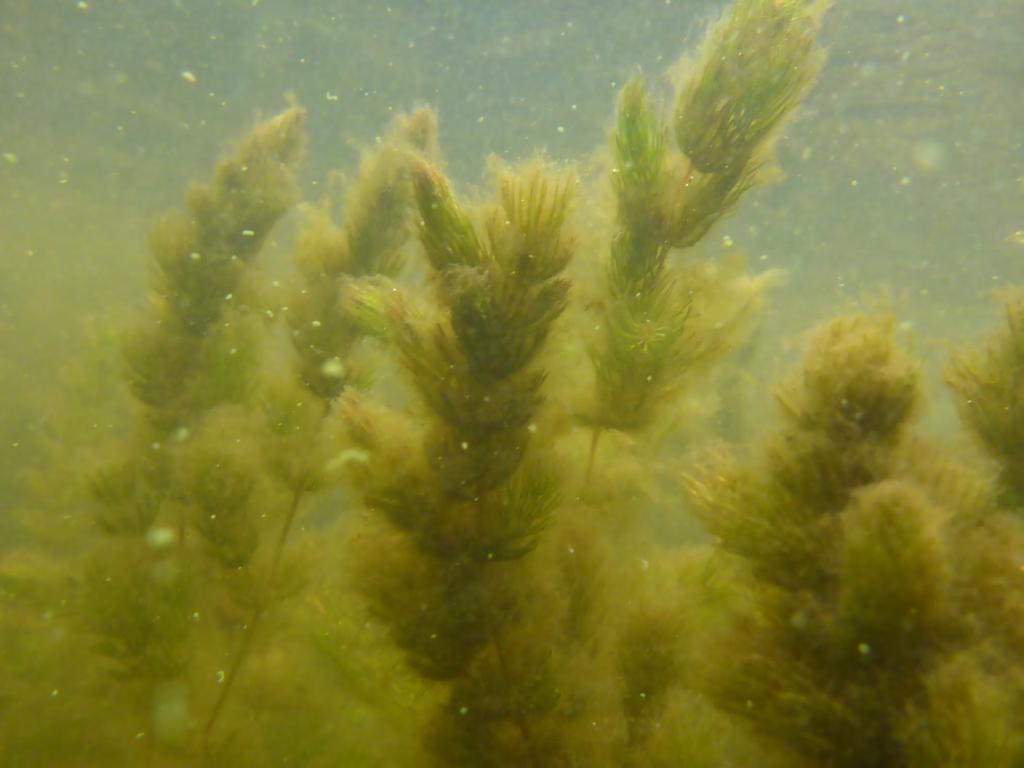 Underwater View of Coontail with Attached Filamentous Algae in Comfort Lake on June 14, 2016 Curlyleaf Pondweed and Eurasian Watermilfoil Delineation, Treatment, and Assessment for Comfort Lake and