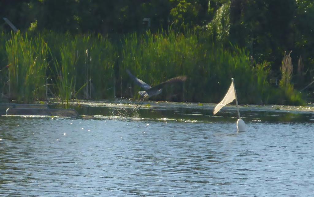 Heron Taking Flight off a Trapnet in Little Comfort Lake, September 2016 Fish Survey for Little Comfort Lake, 2016 Fish Survey Conducted: September 14-16, 2016 Minnesota DNR Permit