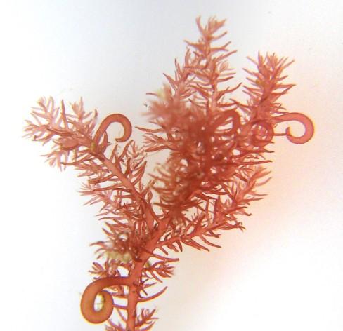 Artist s impression Red seaweed Antithamnionella ternifolia A rapid growing red, brown whorled seaweed identified back in 1905 in Port Erin.